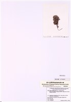 藏品(寬角叉珊藻)的圖片